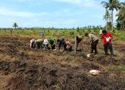 Kapolsek Matan Hilir Selatan Bersama Forkopincam Laksanakan Penanaman Jagung Hibrida Program Ketahanan Pangan