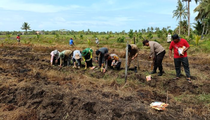 Kapolsek Matan Hilir Selatan Bersama Forkopincam Laksanakan Penanaman Jagung Hibrida Program Ketahanan Pangan