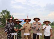 Pemkab Ketapang Bersama Polres Laksanakan Penanaman Jagung Serentak Kuartal I 2026 Dukung Ketahanan Pangan