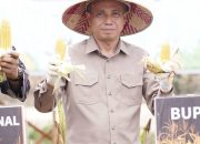 Sekda Ketapang Ikuti Panen Raya Jagung Serentak Nasional, Dukung Swasembada Pangan